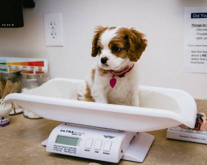 PET EXAM SERVICES
